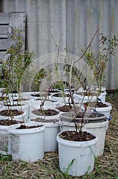 Young blueberry bushes stand in white buckets, preparing for planting in the ground.