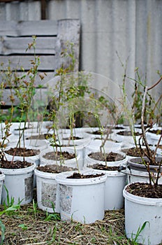 Young blueberry bushes stand in white buckets, preparing for planting in the ground.