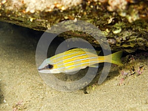 Young bluestripe snapper photo