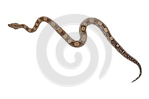 Young Boa Constrictor (Boa Imperator) Isolated on White Background