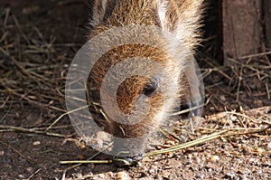Young boar