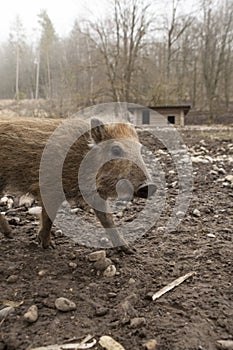 Young boar feral pig youngen rookie in organic petting farm