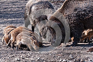 Young Boar searching for food