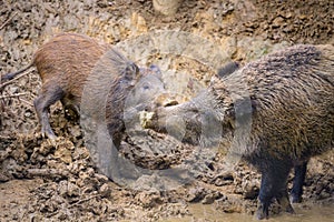Young boars in the forest looking for food
