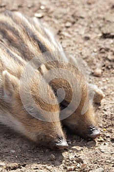 Young boars sleeping