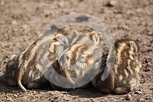 Young boars sleeping