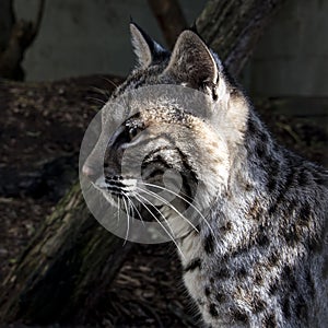 Young bobcat in captivity