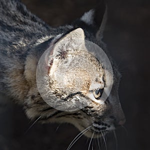 Young bobcat in captivity