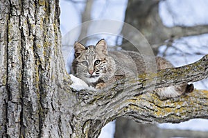 Young bobcat