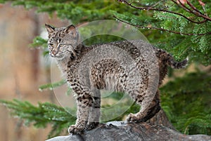 Young Bobcat ( (Lynx rufus) Stands Defiant photo