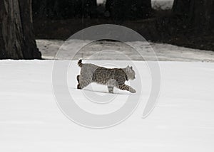 Young bobcat runs in the snow