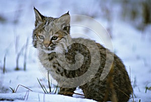 Young Bobcat in Snow