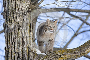 Young bobcat in tree