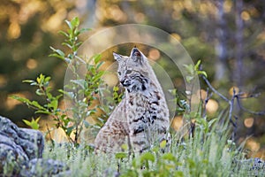 Young bobcat in western forest