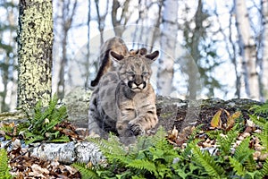 Young bobcat in woods