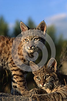 Young Bobcats, approximately 3 months old