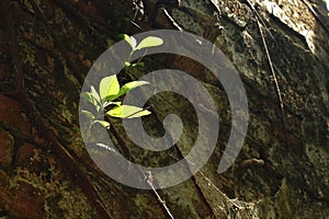 Young bodhi tree frouth leaf bud on wall in Wat Lek Tham Kit ancient Buddhist temple in Thailand