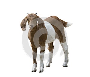 Young boer goat