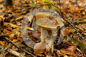 Young boletus after rain in autumn in the forest