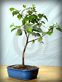 Young bonsai