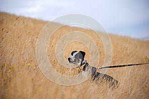 Young border collie blue heeler mix walking up a hill in a field of grass