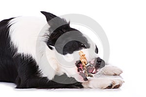 Young border collie chews a bone