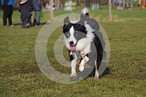 Young border collie dog