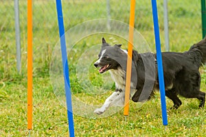 A young border collie dog learns skills in agility training