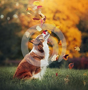 Young border collie dog playing with leaves in autumn