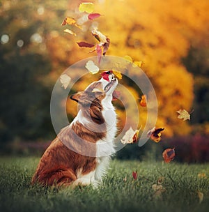 Giovane frontiere il cane foglie autunno 