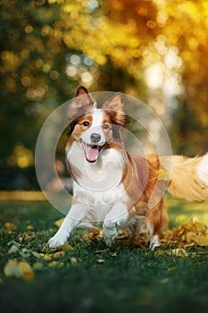 Giovane frontiere il cane foglie autunno 