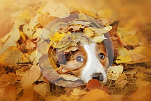 Young border collie dog playing with leaves in autumn