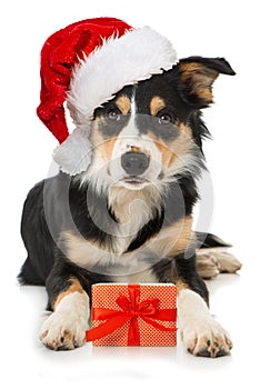 Young border collie dog with santa hat and christmas gift