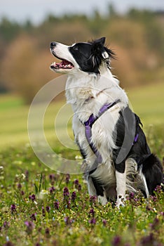 Young border collie dog in a sitting in a meadow