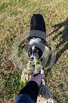 Young border collie playing tug of war on grass lawn, womanâ€™s hand