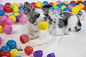 Young Border collie is playing with various colorful balls