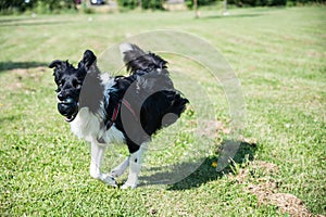 Young Border Collie running through the park with a toy in his mouth. Dog playing in the park with a ball