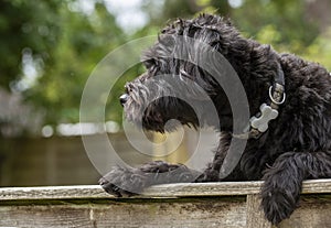 A young Borderpoo dog looking over a garden fence