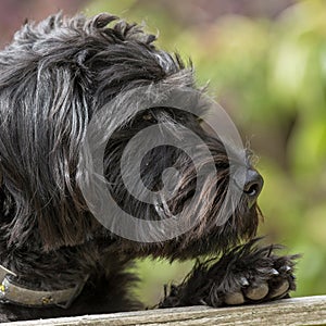 A young Borderpoo dog looking over a garden fence