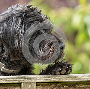 A young Borderpoo dog looking over a garden fence