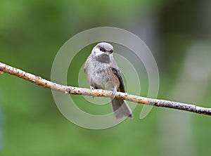 Young Boreal Chickadee in Alaska