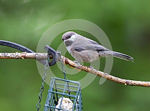 Young Boreal Chickadee in Alaska