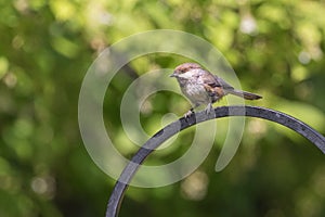 Young Boreal Chickadee in Alaska