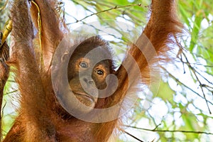 Young Bornean Orangutan