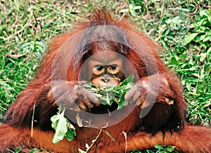Young Bornean Orangutan