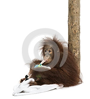 Young Bornean orangutan leant against a tree trunk
