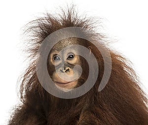 Young Bornean orangutan looking at the camera, Pongo pygmaeus photo