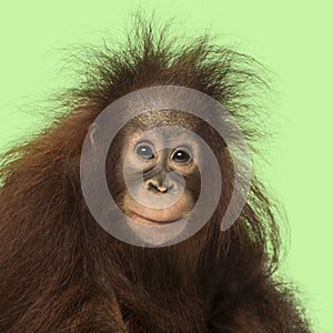Young Bornean orangutan looking at the camera, Pongo pygmaeus photo
