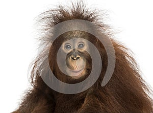 Young Bornean orangutan looking impressed, Pongo pygmaeus photo