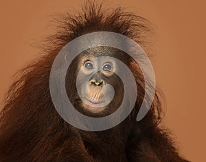 Young Bornean orangutan looking impressed, Pongo pygmaeus photo